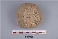 藏品(布萊恩海膽)的圖片